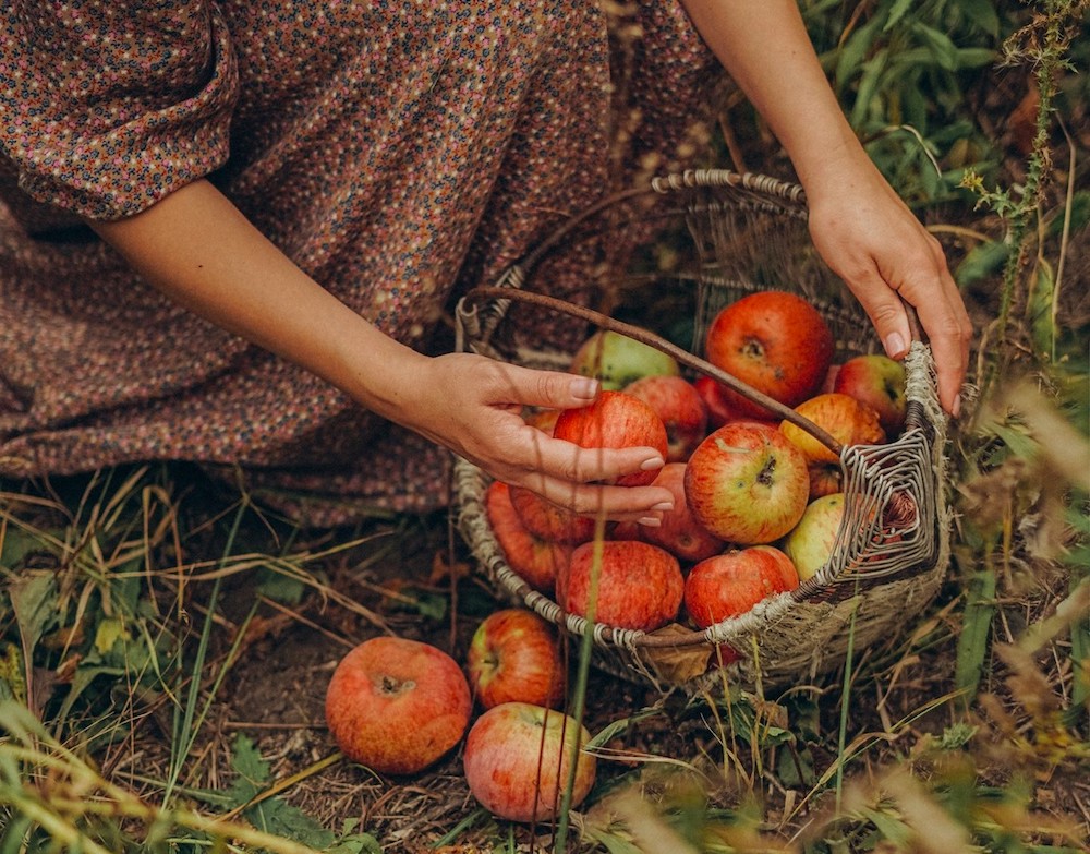 Apple picking at Mead Orchards