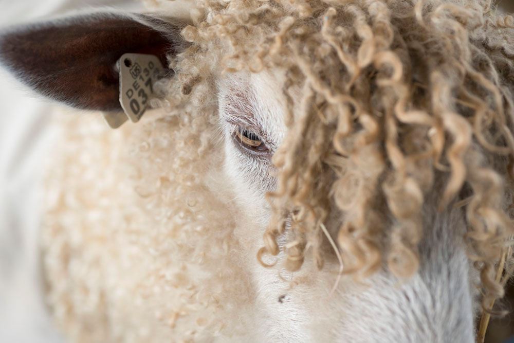 Sheep and Wool Festival 2021